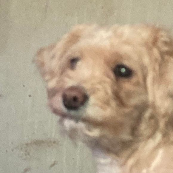 Meet your Posher, Kenneth - Picture 1 of 1